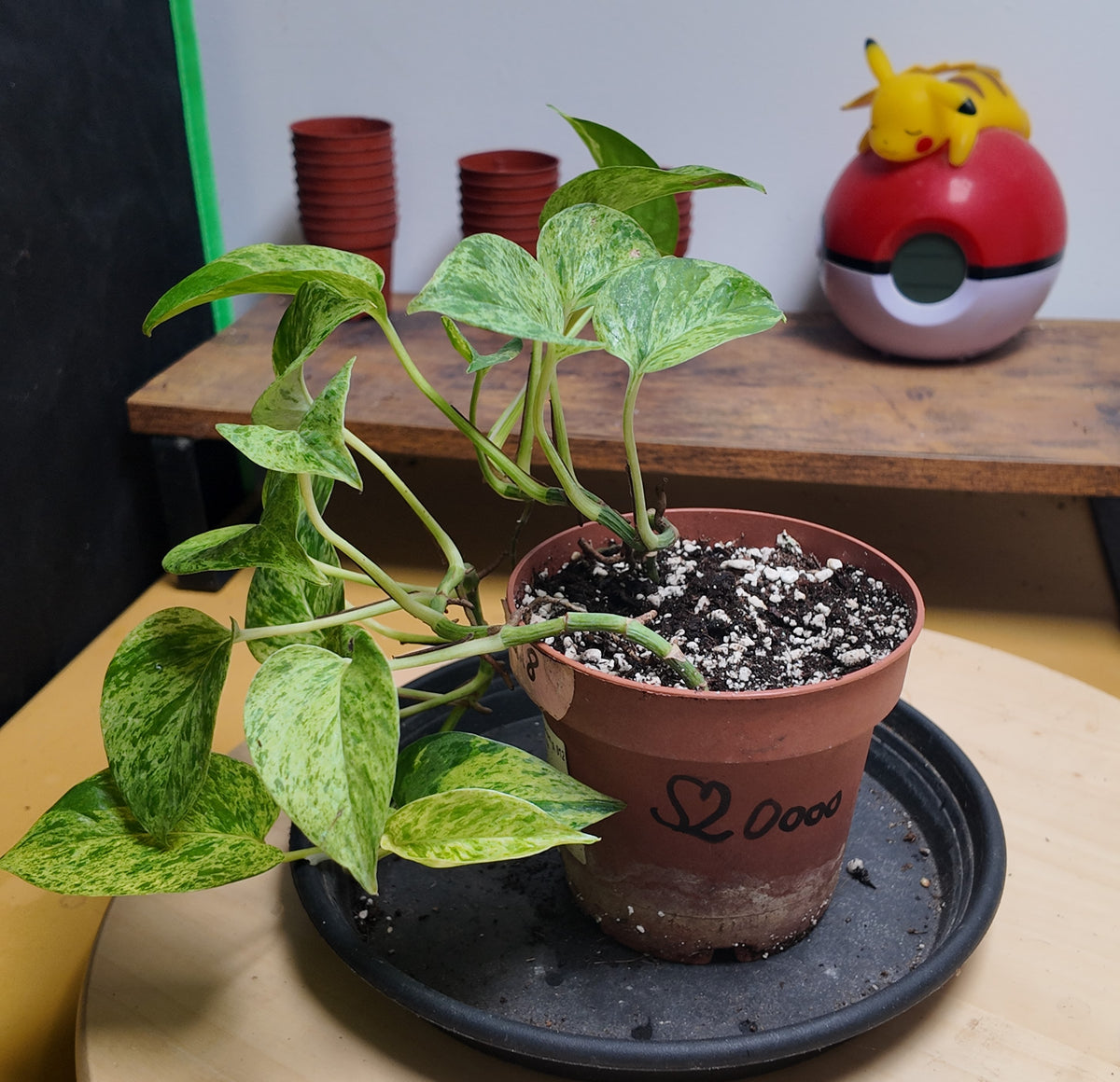 Epipremnum marble queen