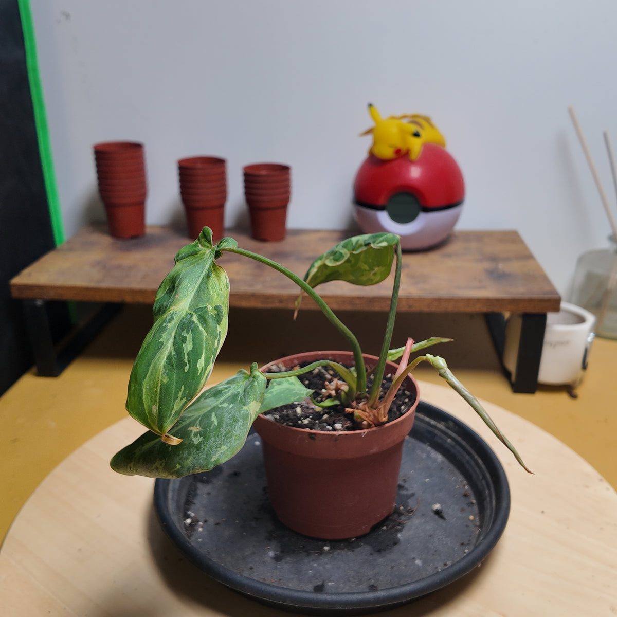 Philodendron gloriosum 'Snow Leopard'