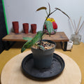 Philodendron atabapoense