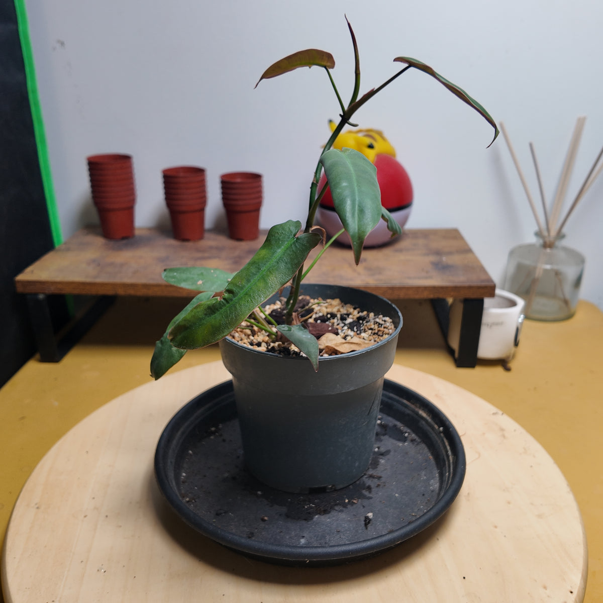 Philodendron atabapoense