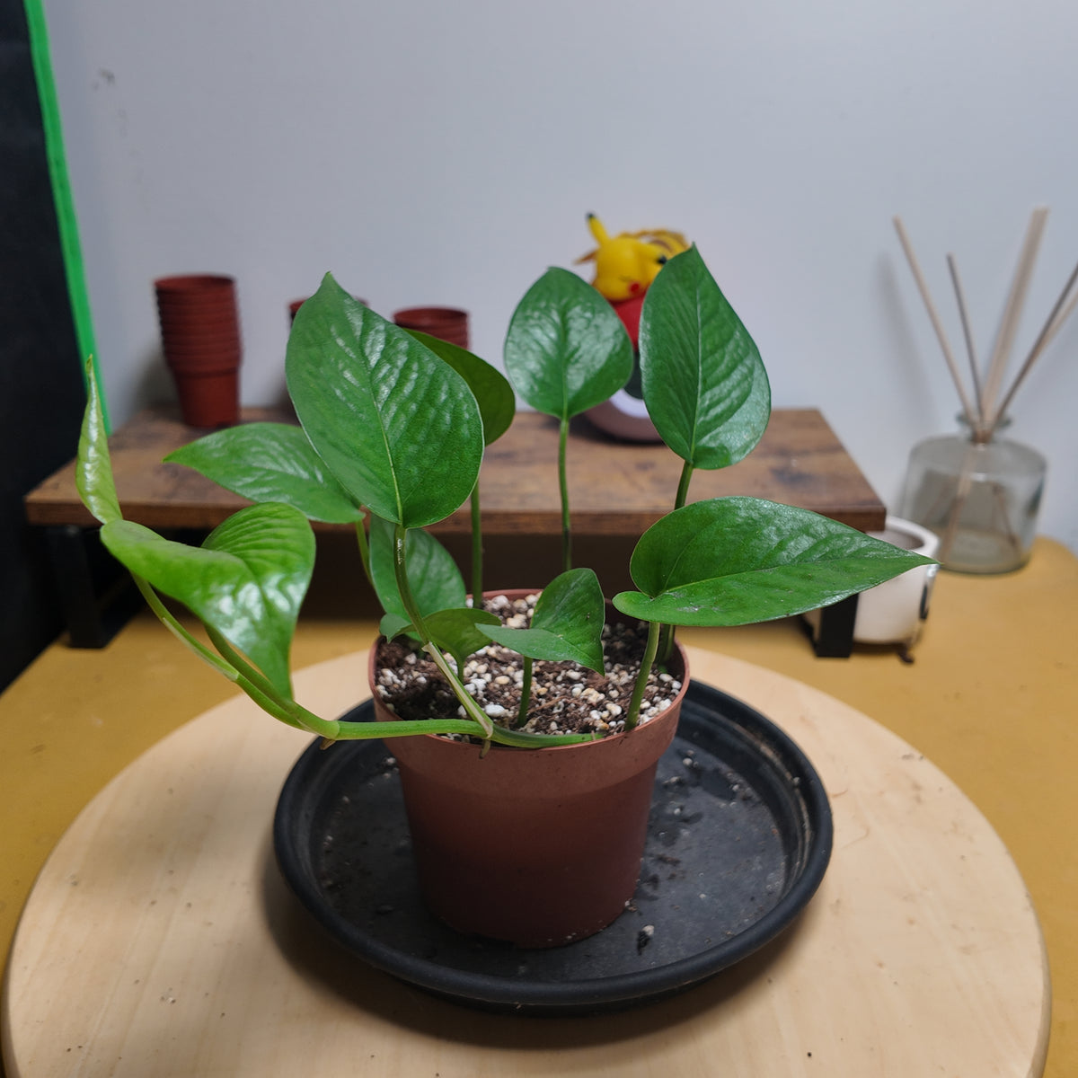 Epipremnum pinatum