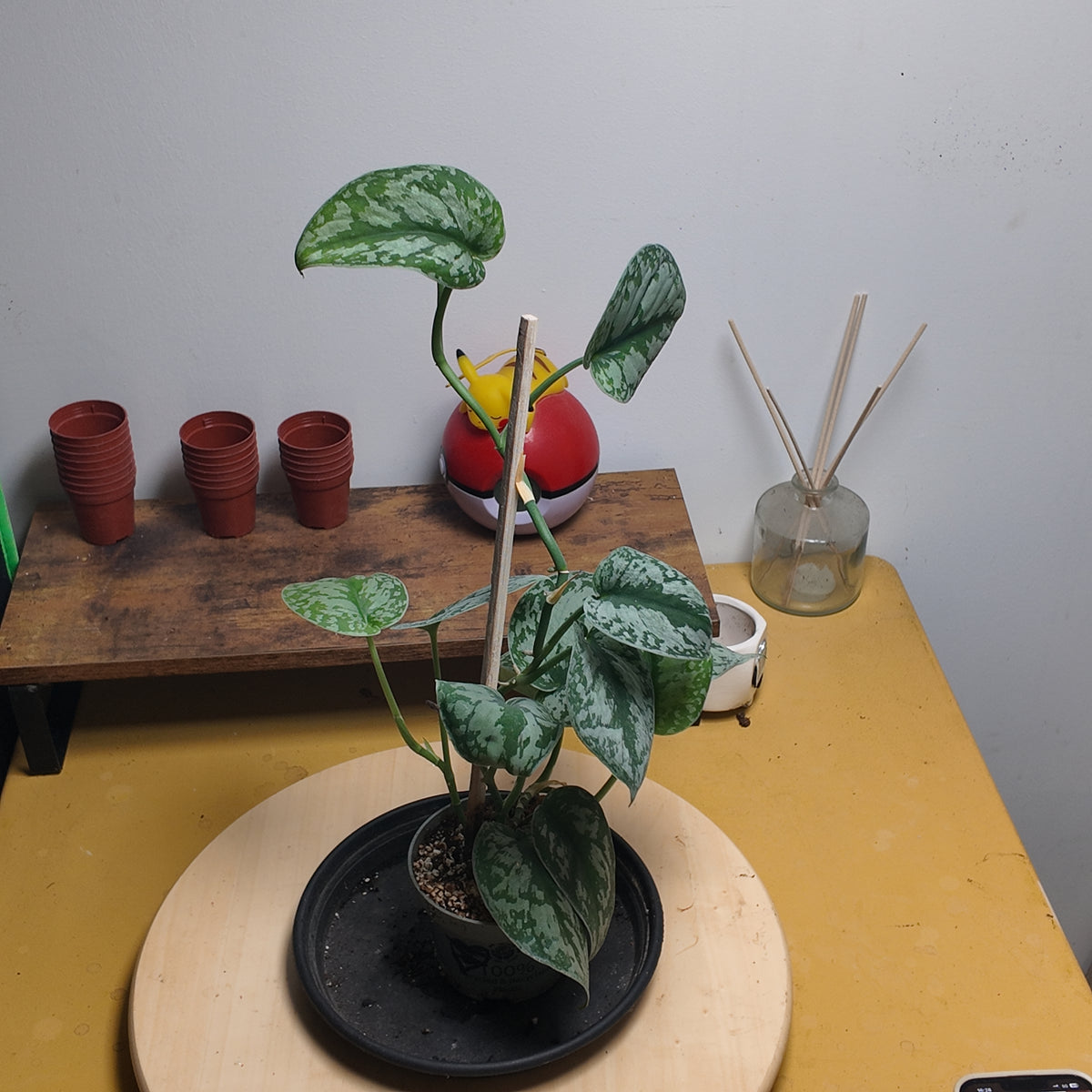 Philodendron scandens 'Pictus'
