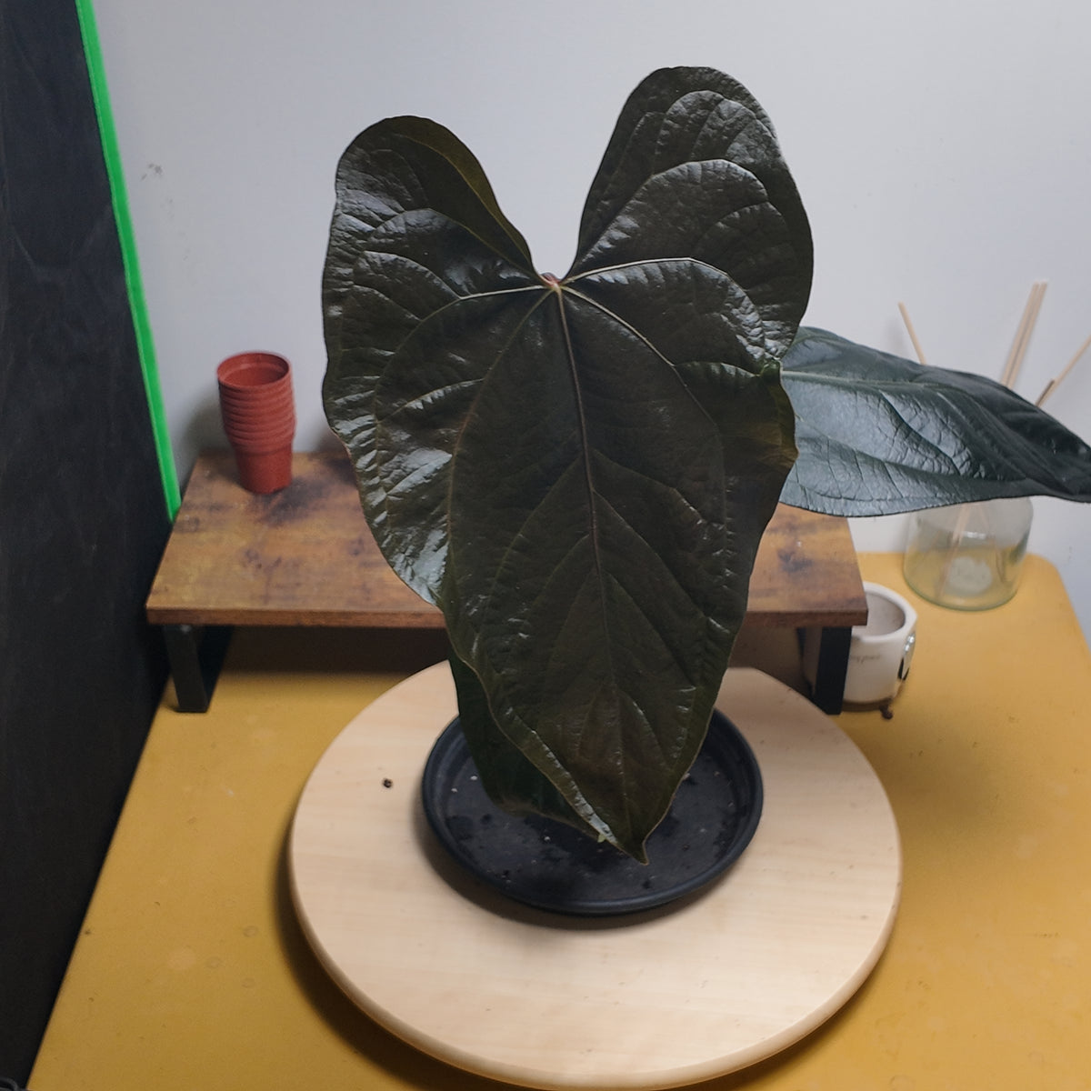 Anthurium 'Queen of Hearts'