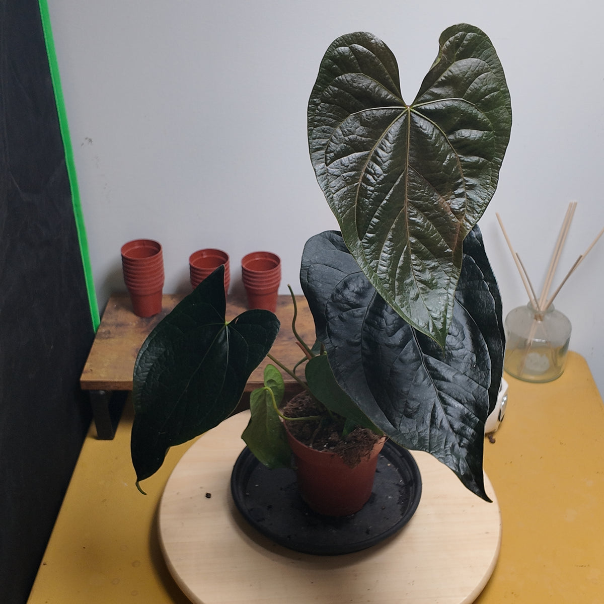 Anthurium 'Queen of Hearts'