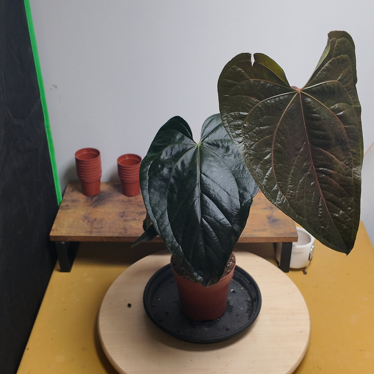 Anthurium 'Queen of Hearts'