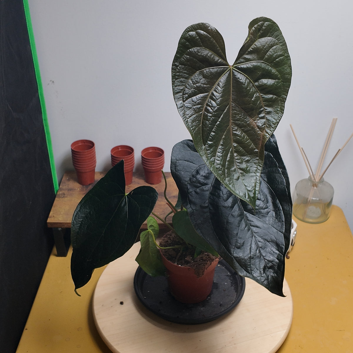 Anthurium 'Queen of Hearts'
