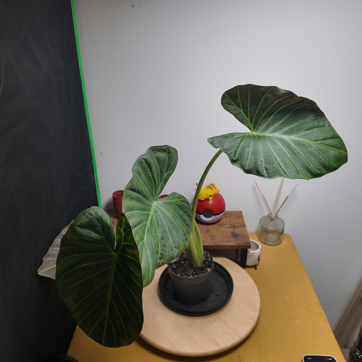 Alocasia wentii