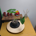 Alocasia lukiwan