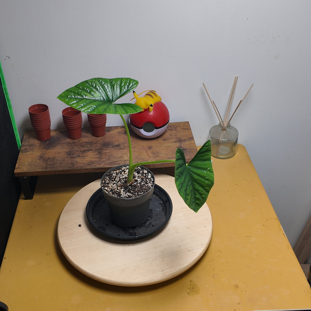 Alocasia lukiwan