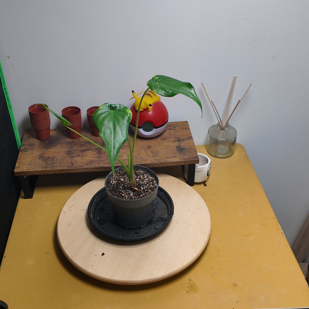 Alocasia cuculata aurea