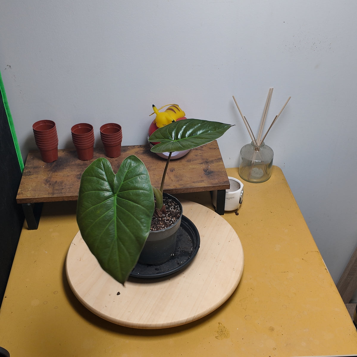 Alocasia wentii
