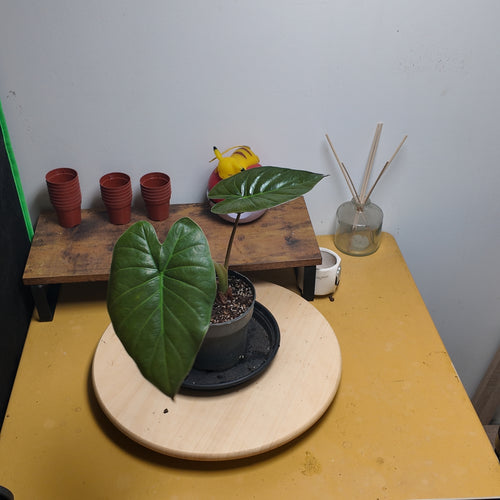 Alocasia wentii