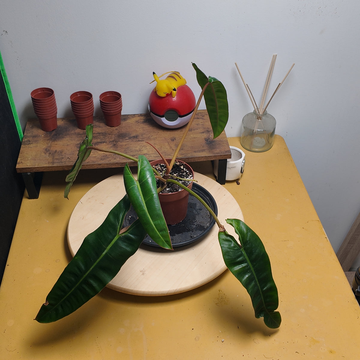 Philodendron billietiae