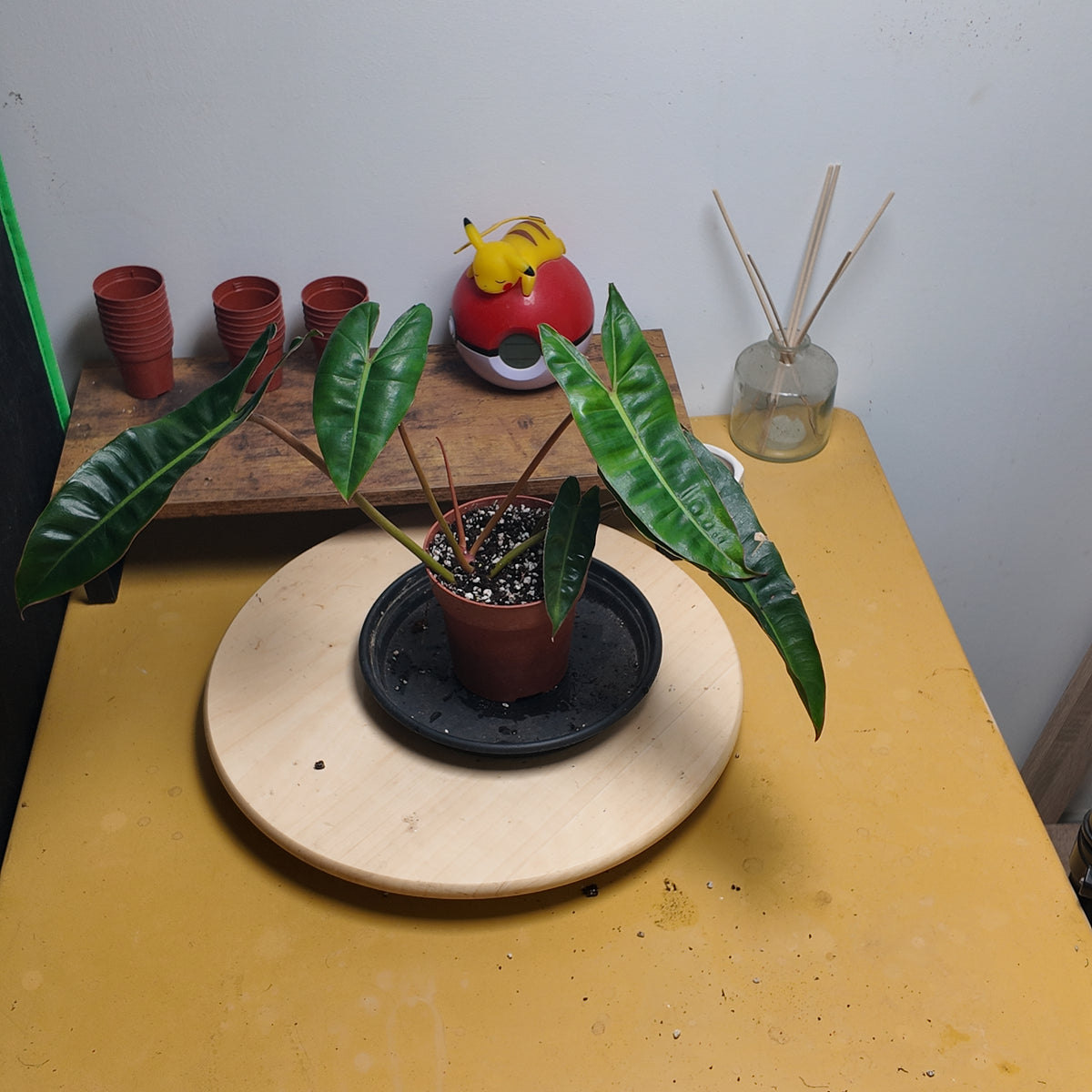 Philodendron billietiae