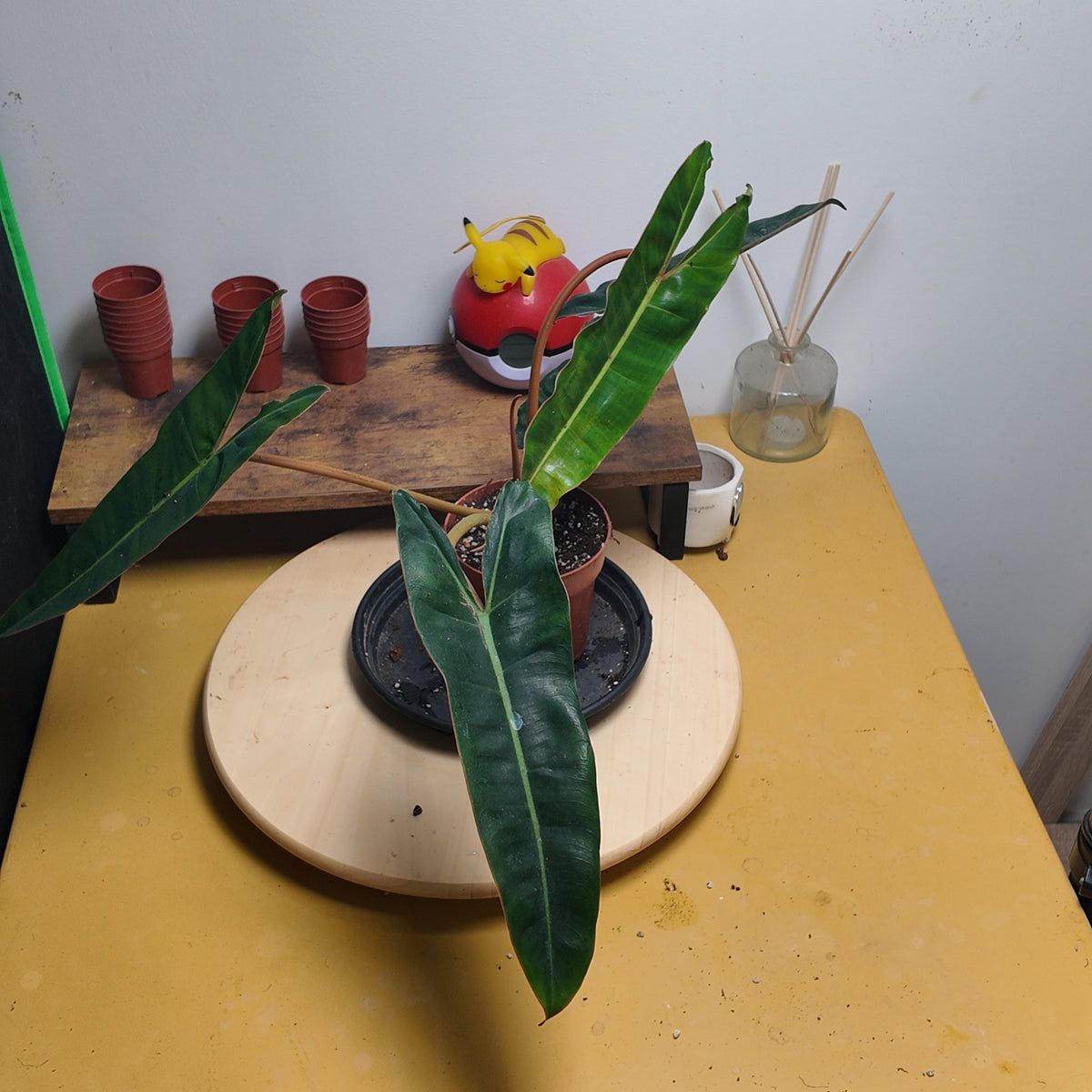 Philodendron billietiae