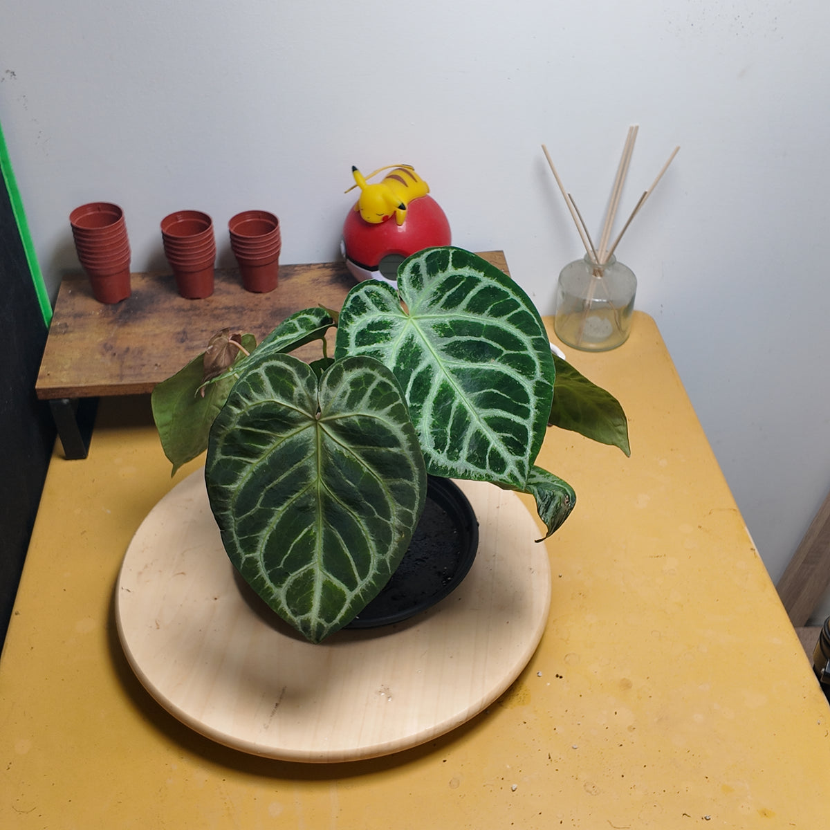 Anthurium super silver blush