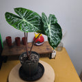 Alocasia pink dragon