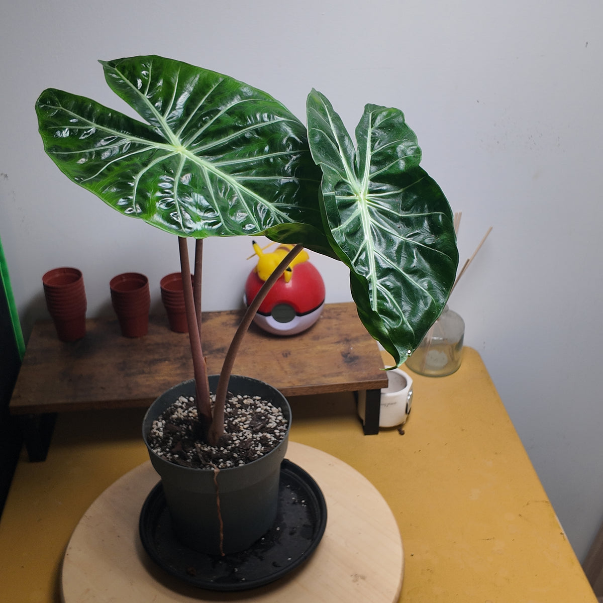 Alocasia pink dragon