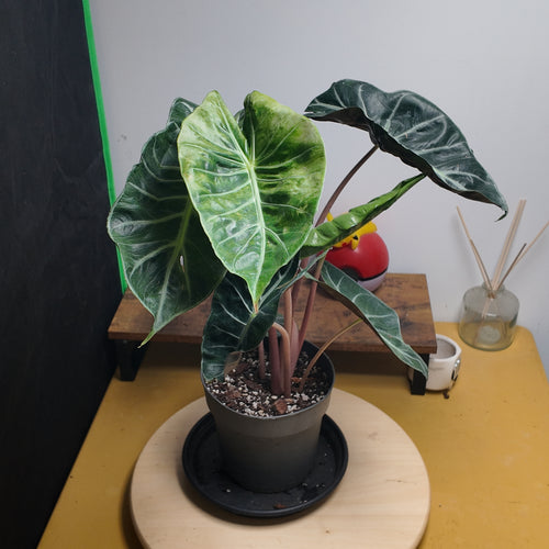 Alocasia pink dragon