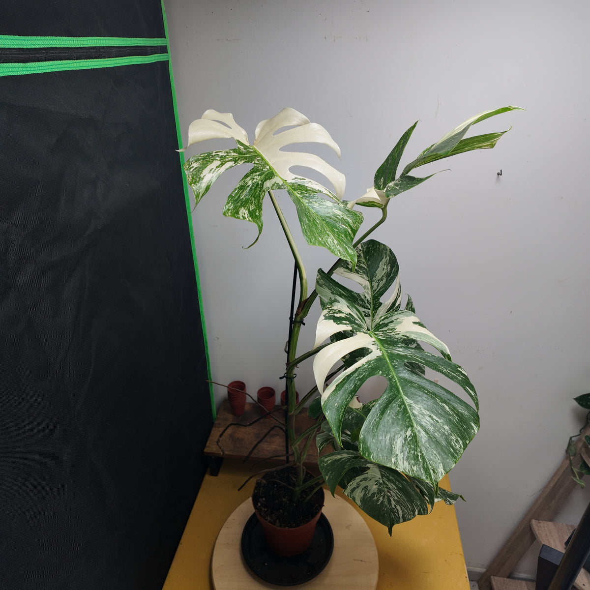 Monstera variegata