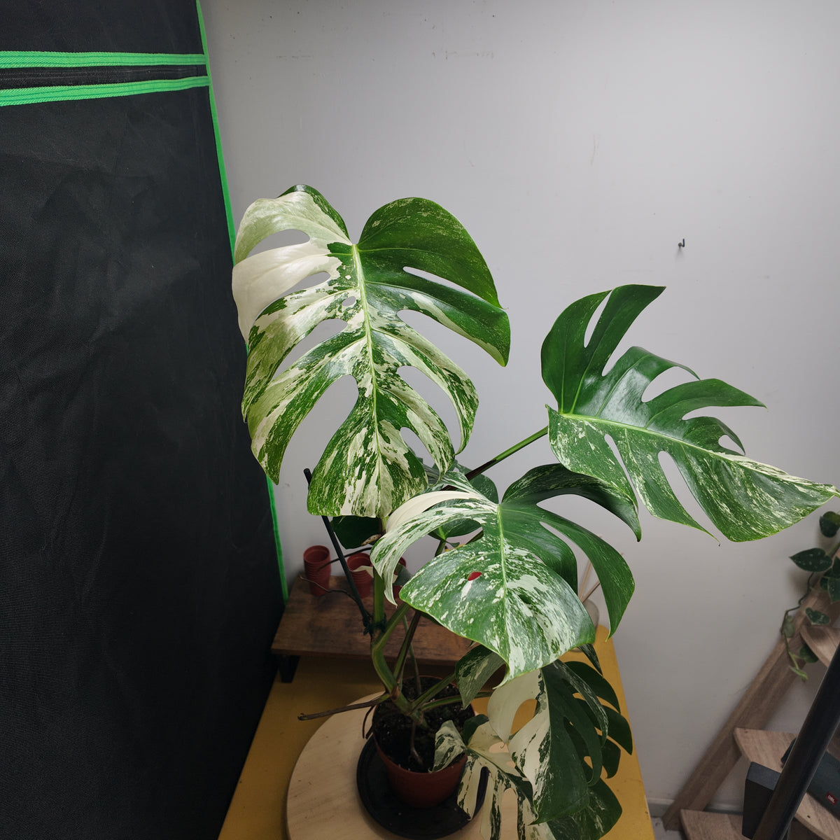 Monstera variegata