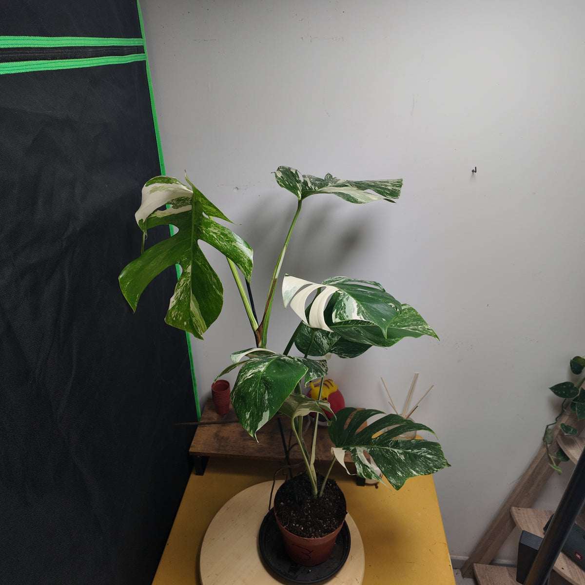 Monstera variegata