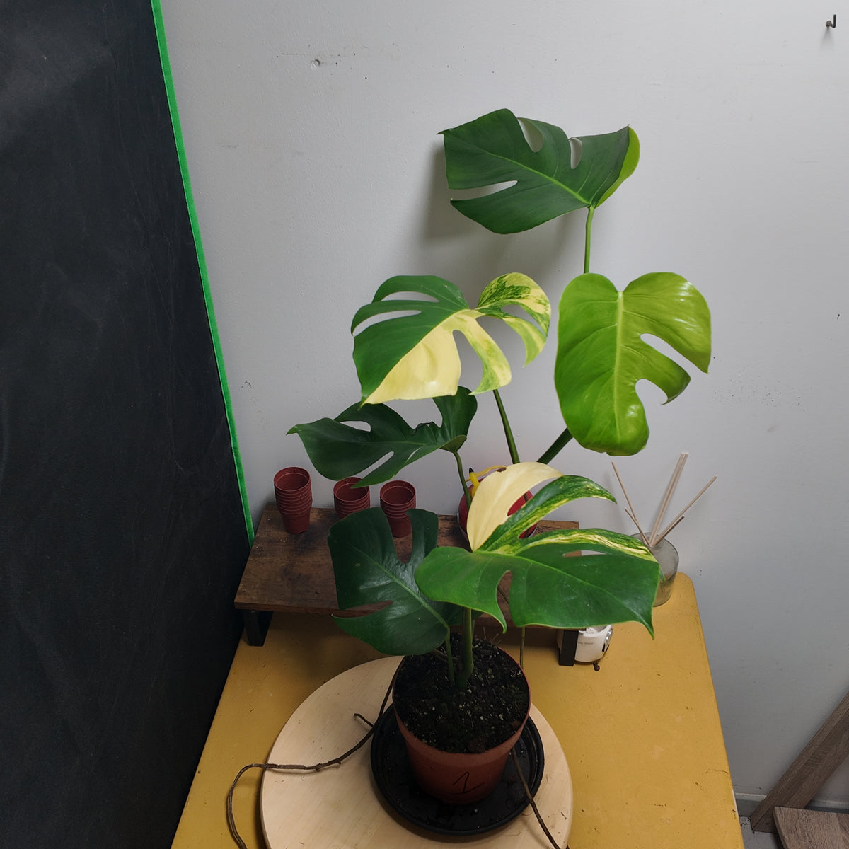 Monstera aurea