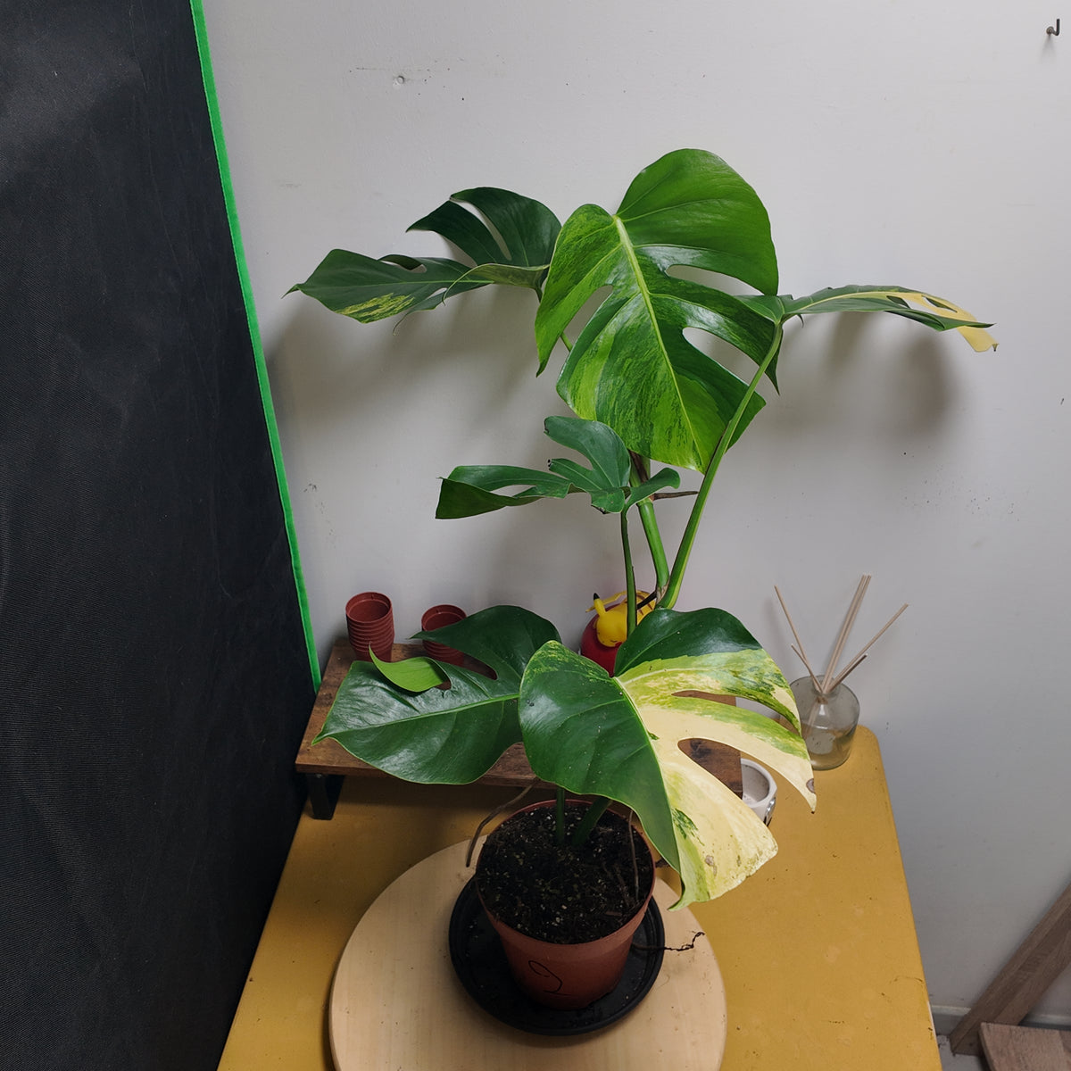 Monstera aurea