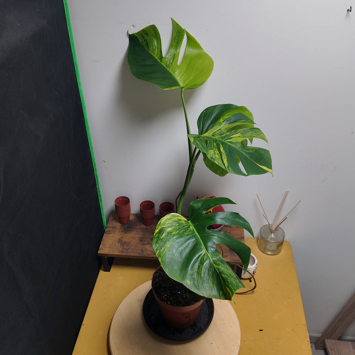 Monstera aurea