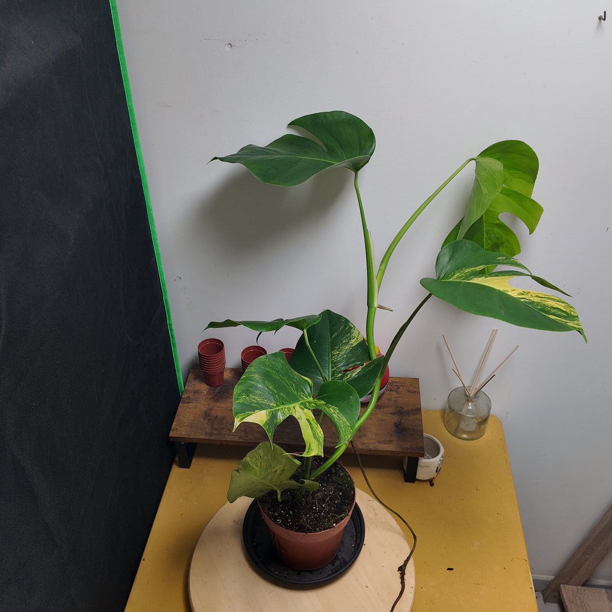 Monstera aurea