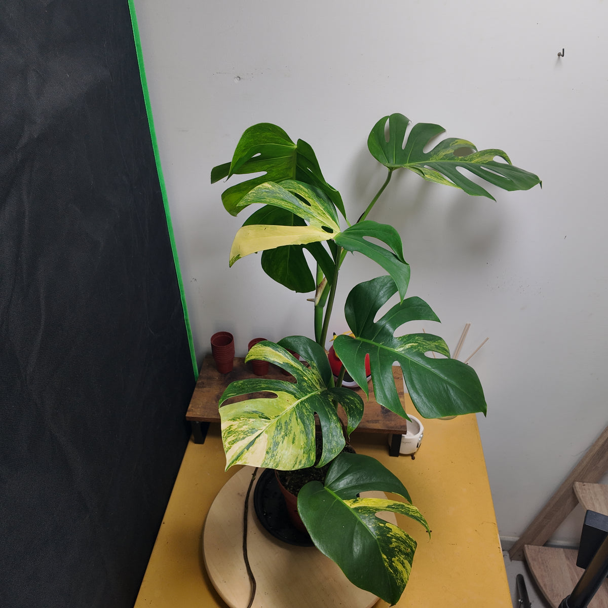 Monstera aurea