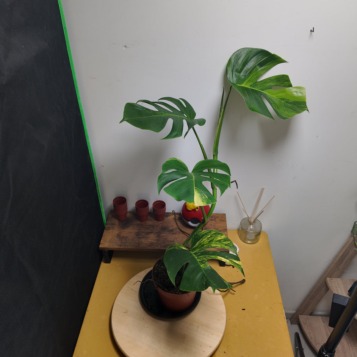 Monstera aurea