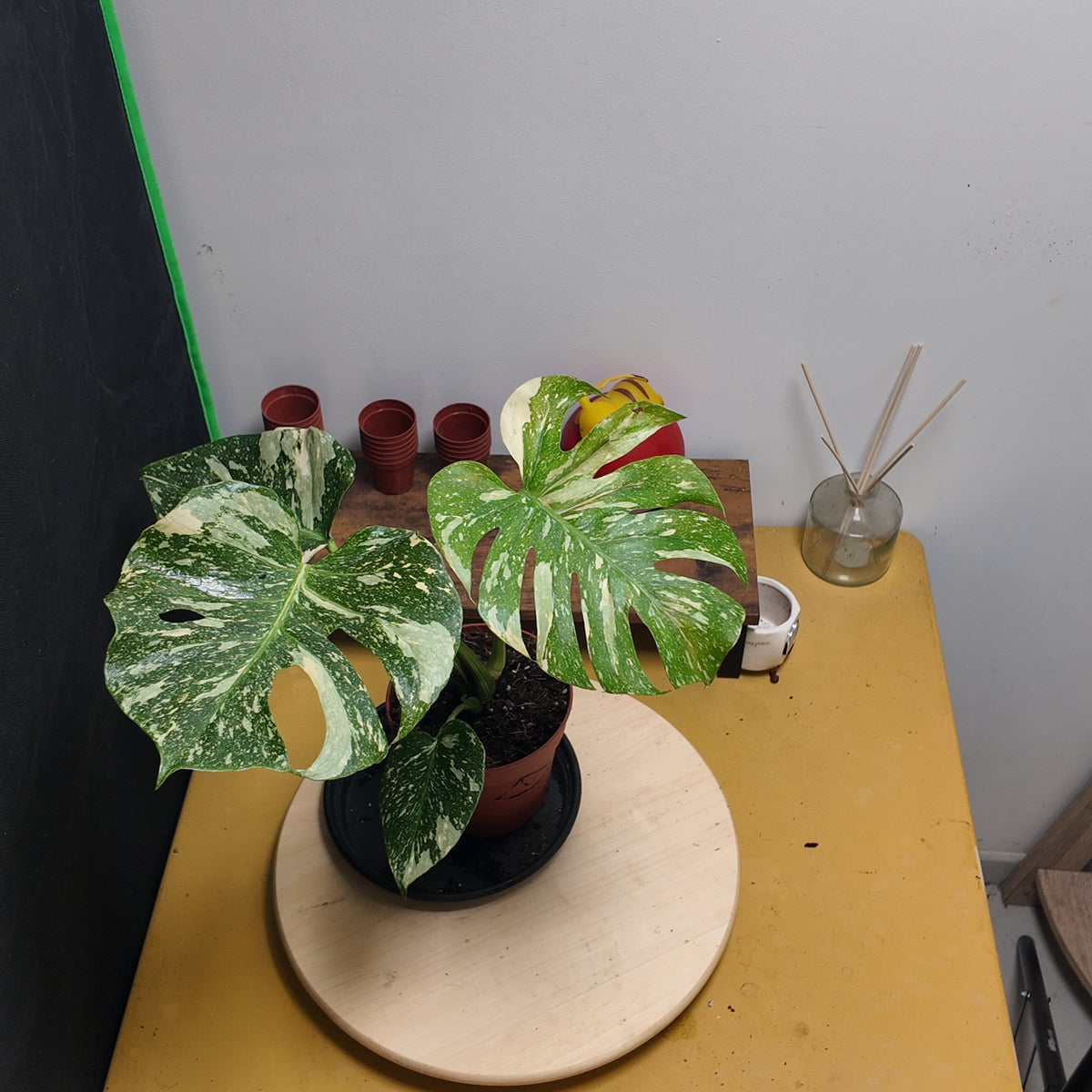 Monstera thai constellation