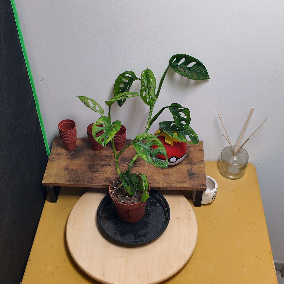 Monstera adansonii mint