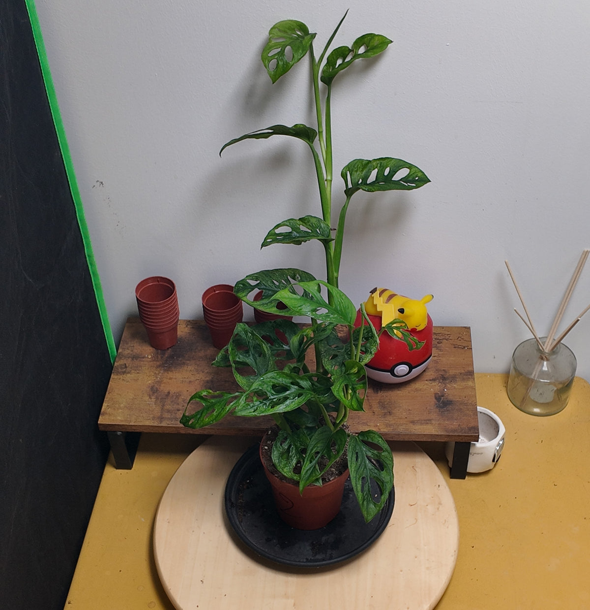 Monstera adansonii mint