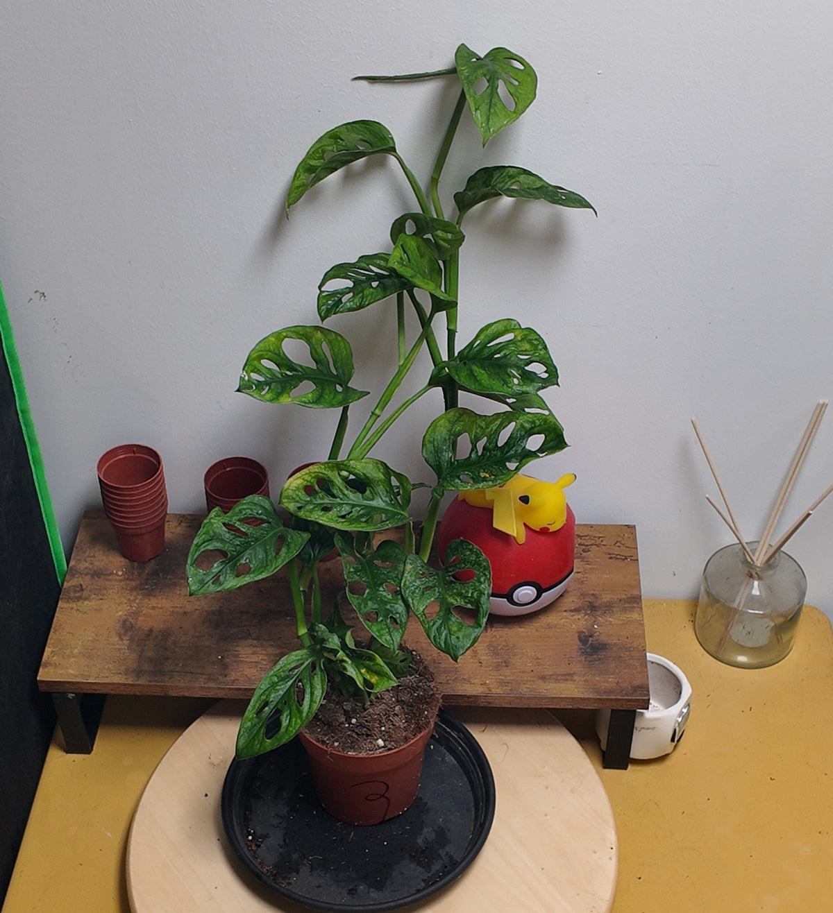 Monstera adansonii mint