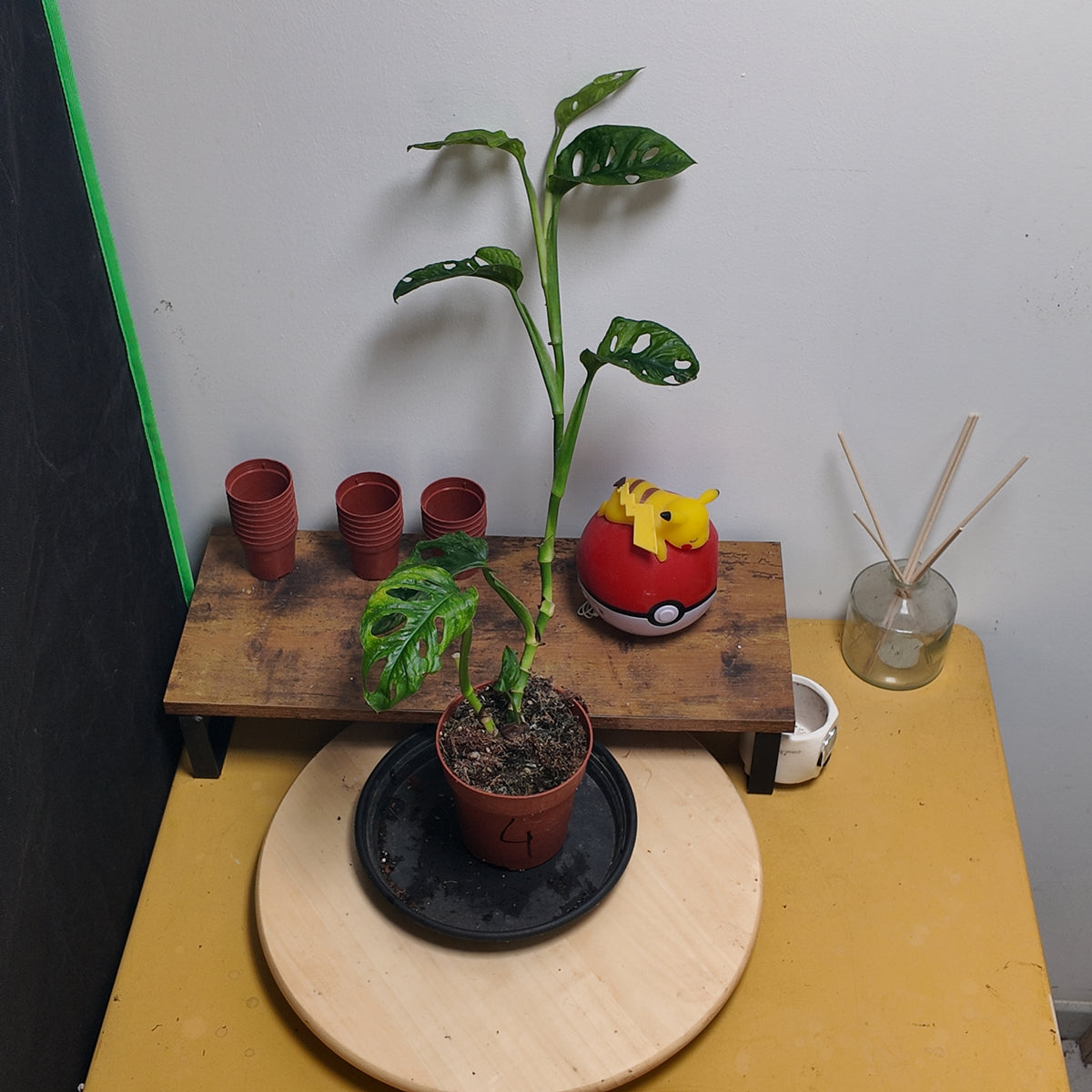 Monstera adansonii mint