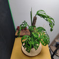 Monstera epipremnoides 'Esqueleto'