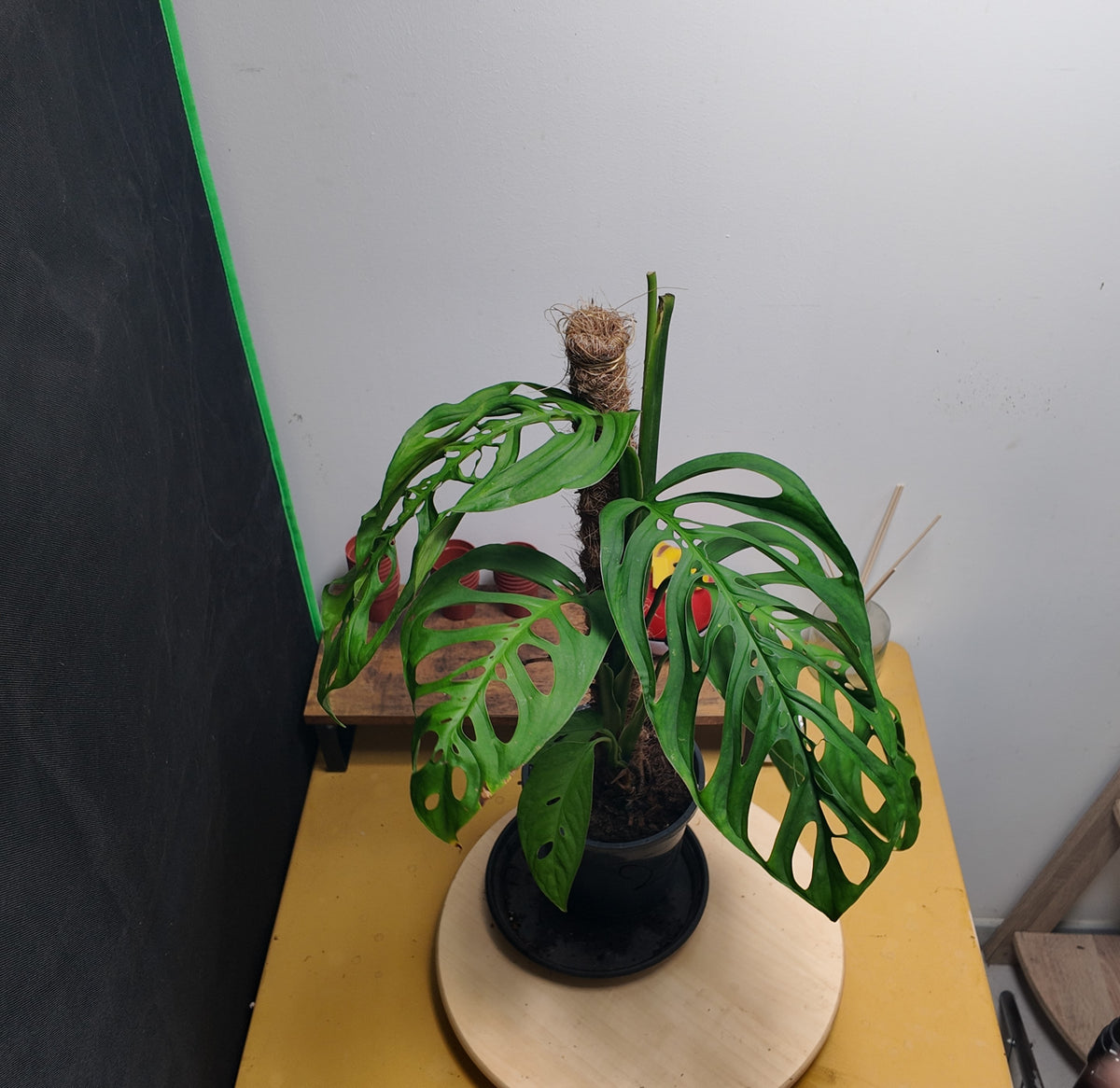Monstera epipremnoides 'Esqueleto'