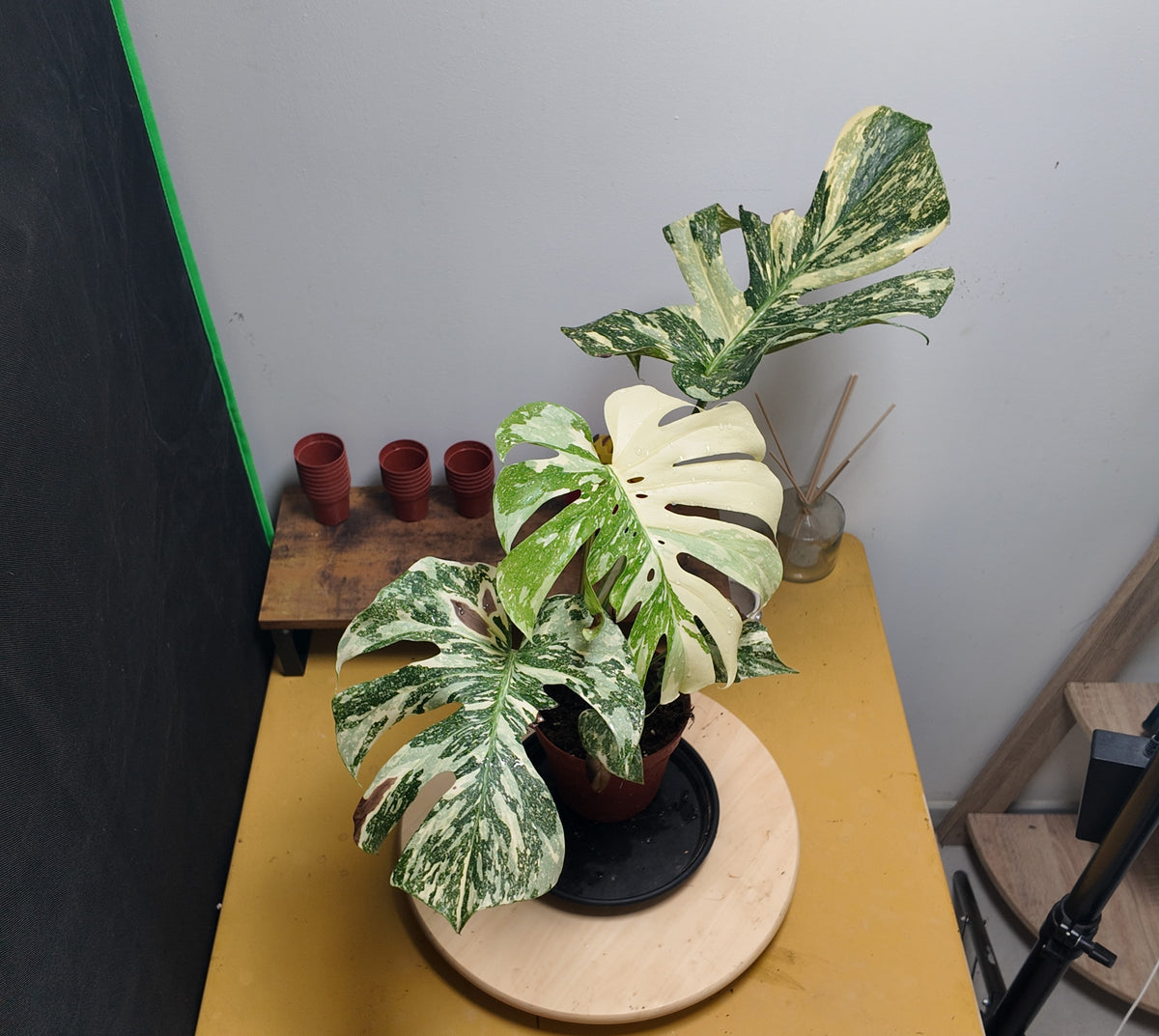 Monstera thai constellation