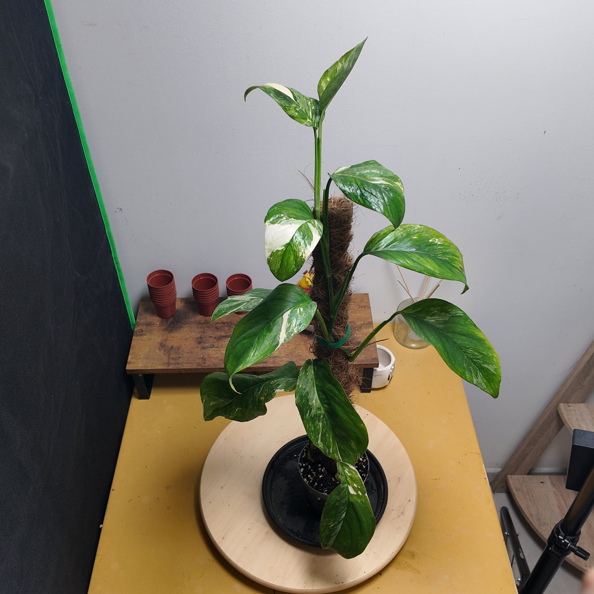 Monstera letcheriana variegata
