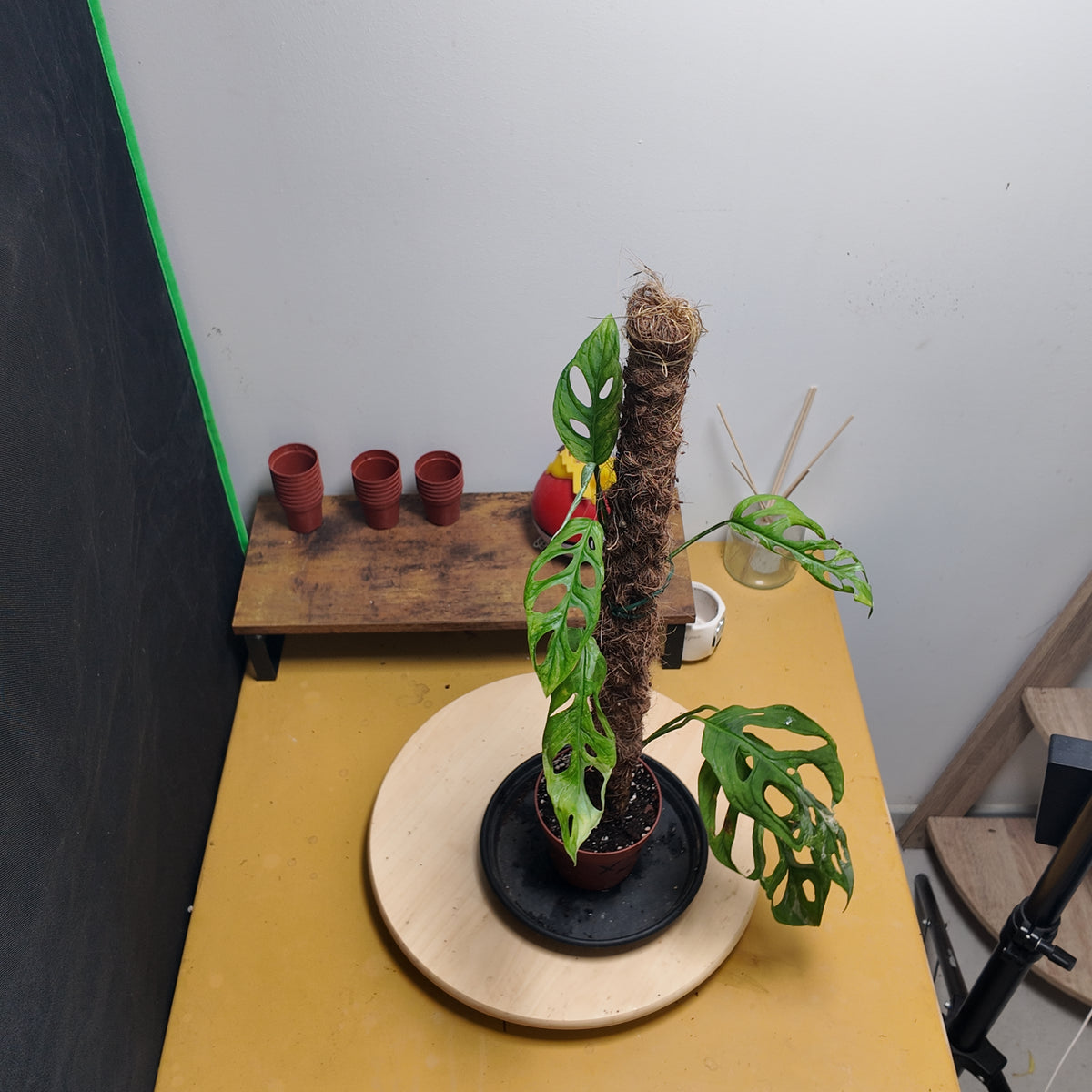 Monstera adansonii indonesian marble