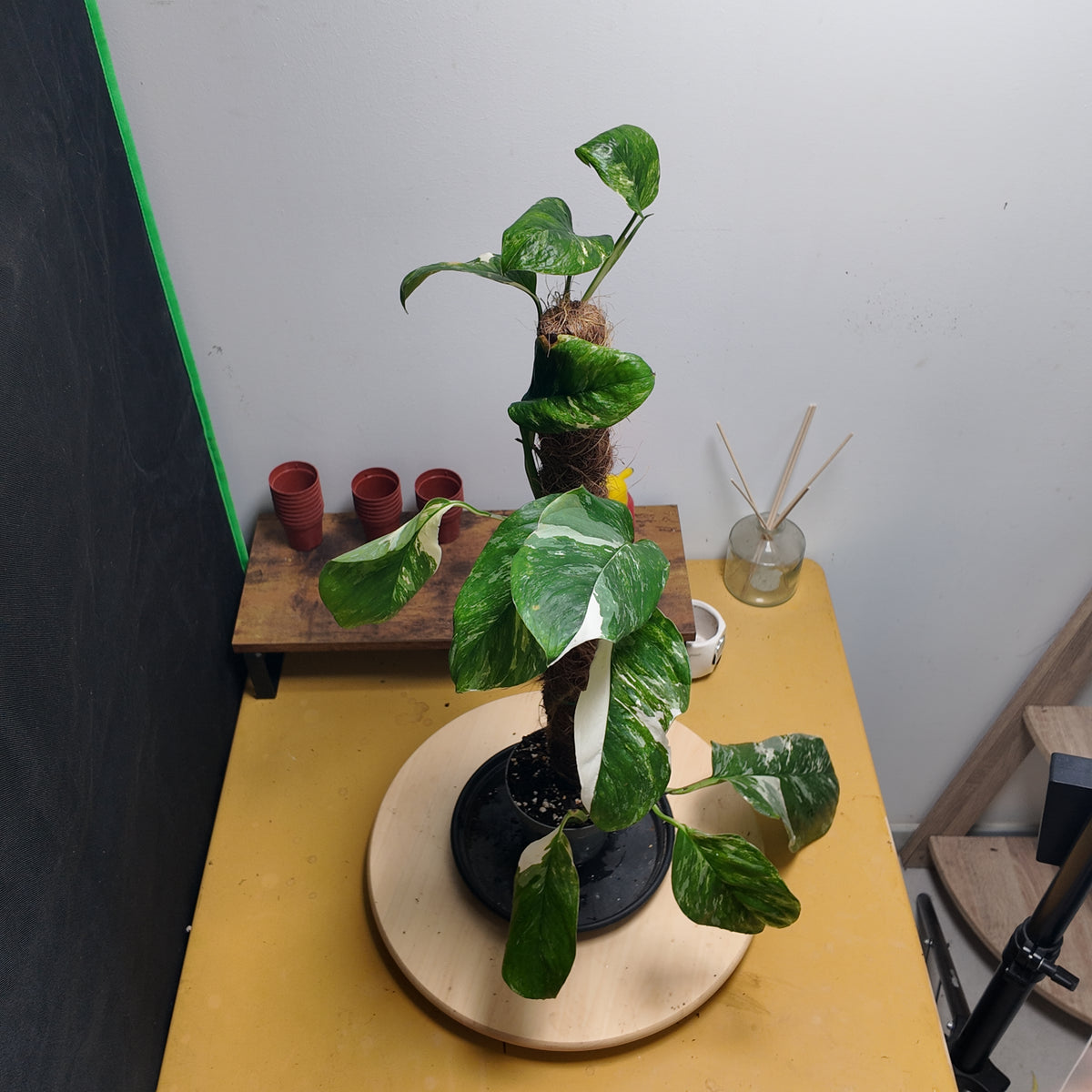 Monstera letcheriana variegata