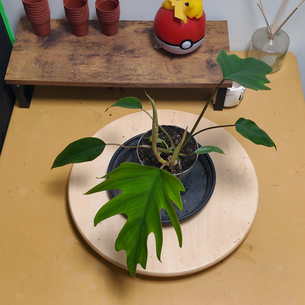 philodendron mayoï