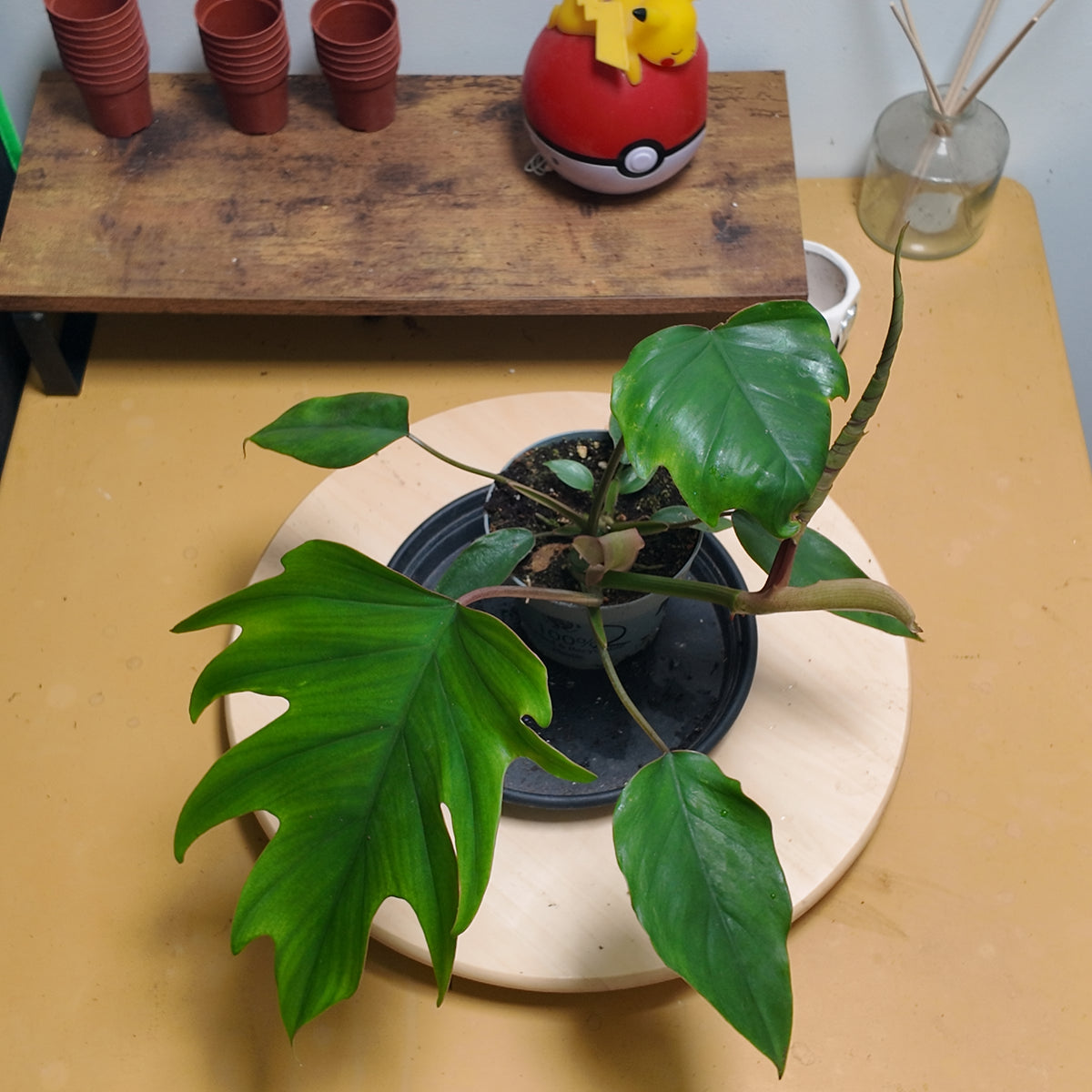philodendron mayoï