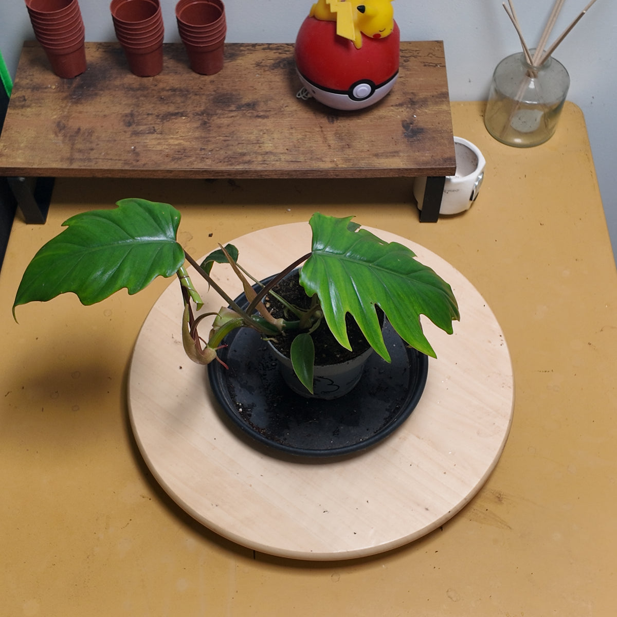 philodendron mayoï