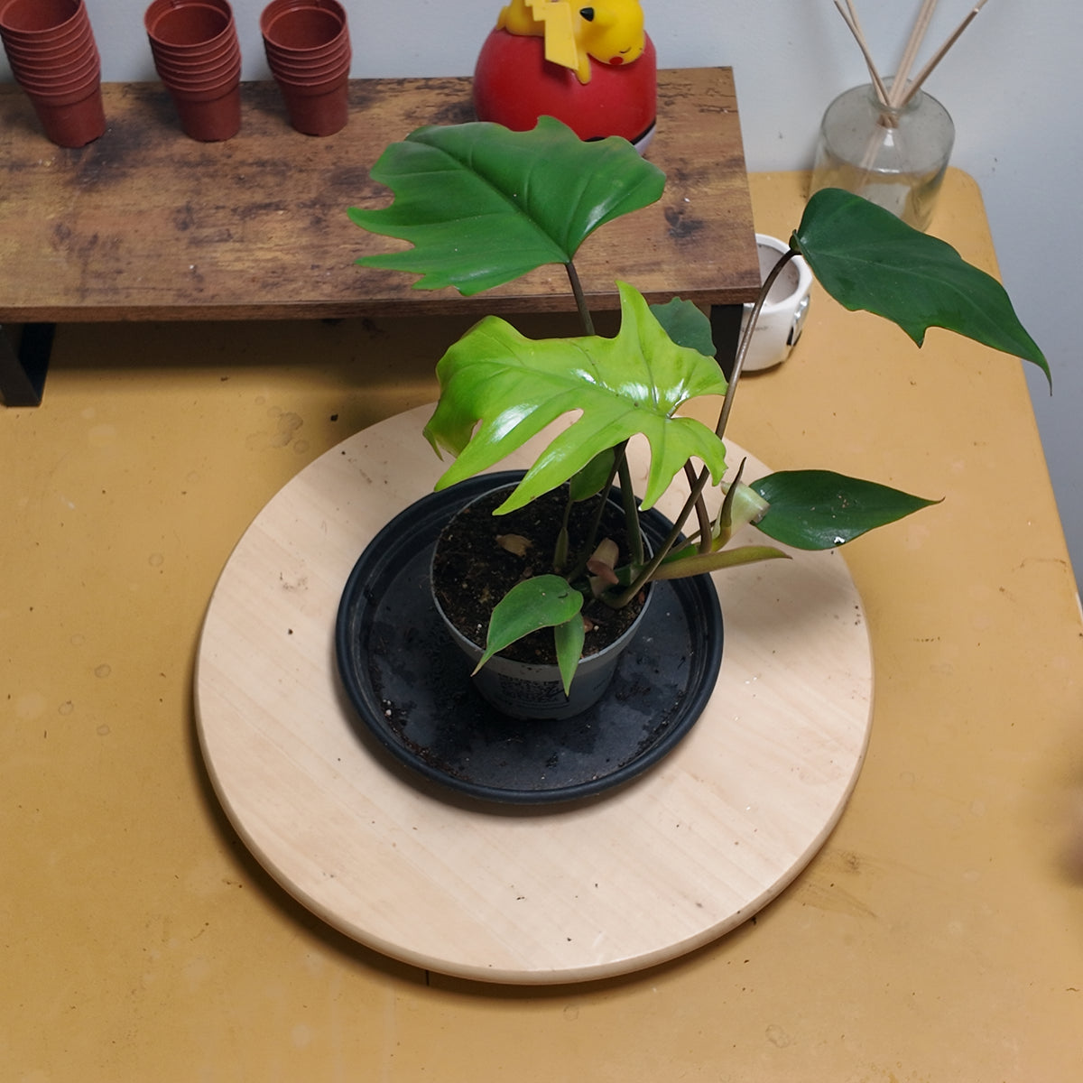 philodendron mayoï