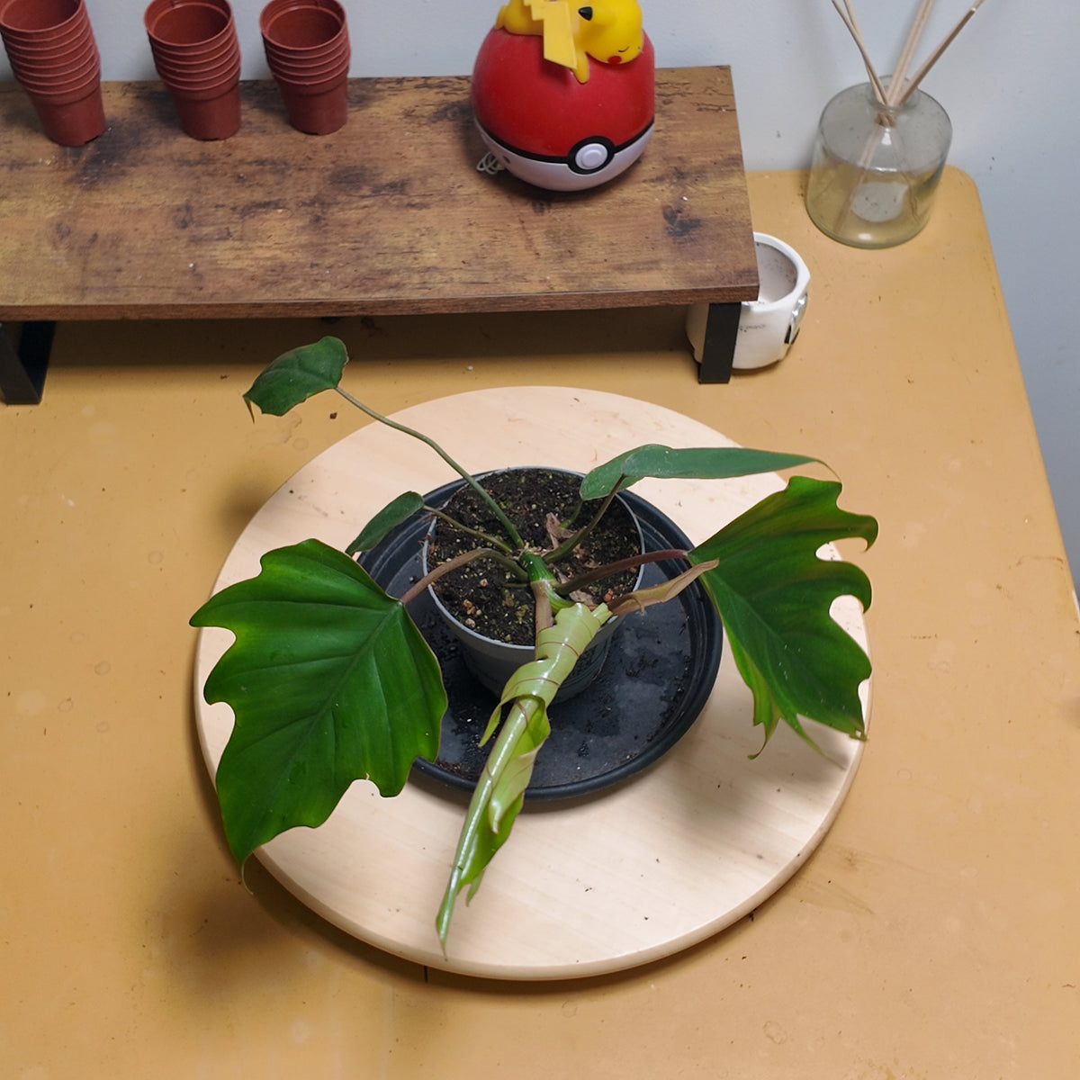 philodendron mayoï