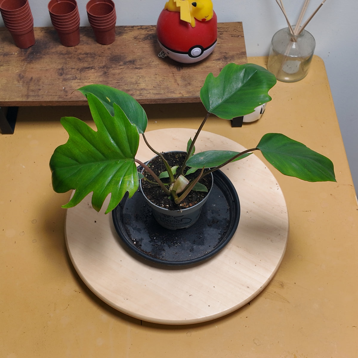 philodendron mayoï