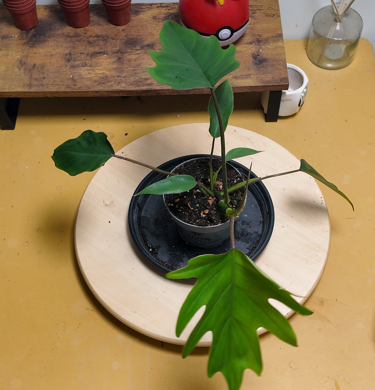philodendron mayoï